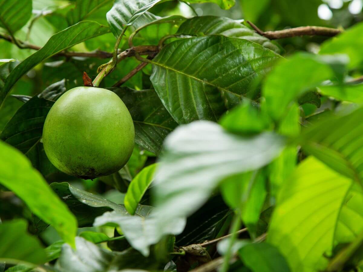  frutas exóticas colombianas